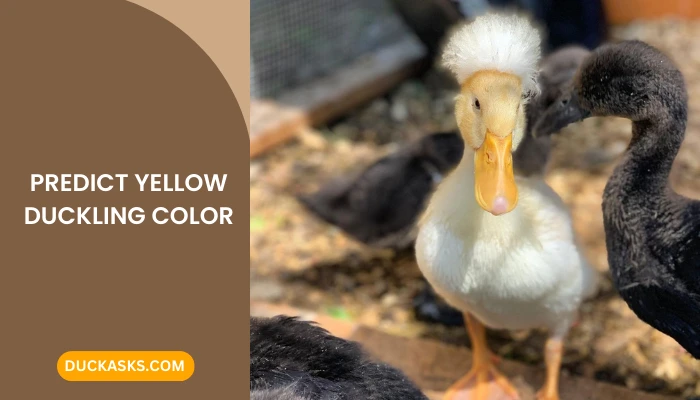 How To Tell What Color Your Yellow Ducklings Will Turn