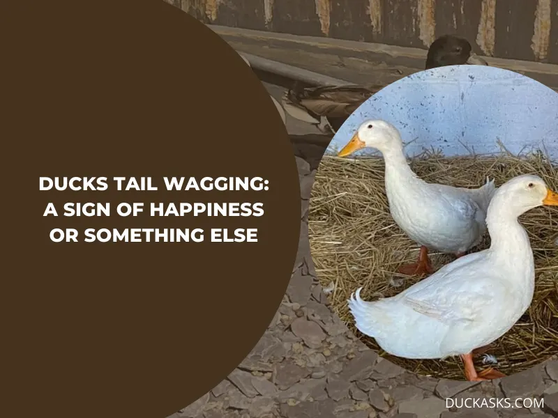 Is Tail Wagging in Ducks a Sign of Happiness or Something Else