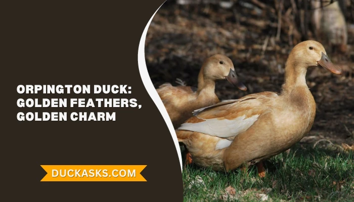 Orpington Duck: History And Breed Guide