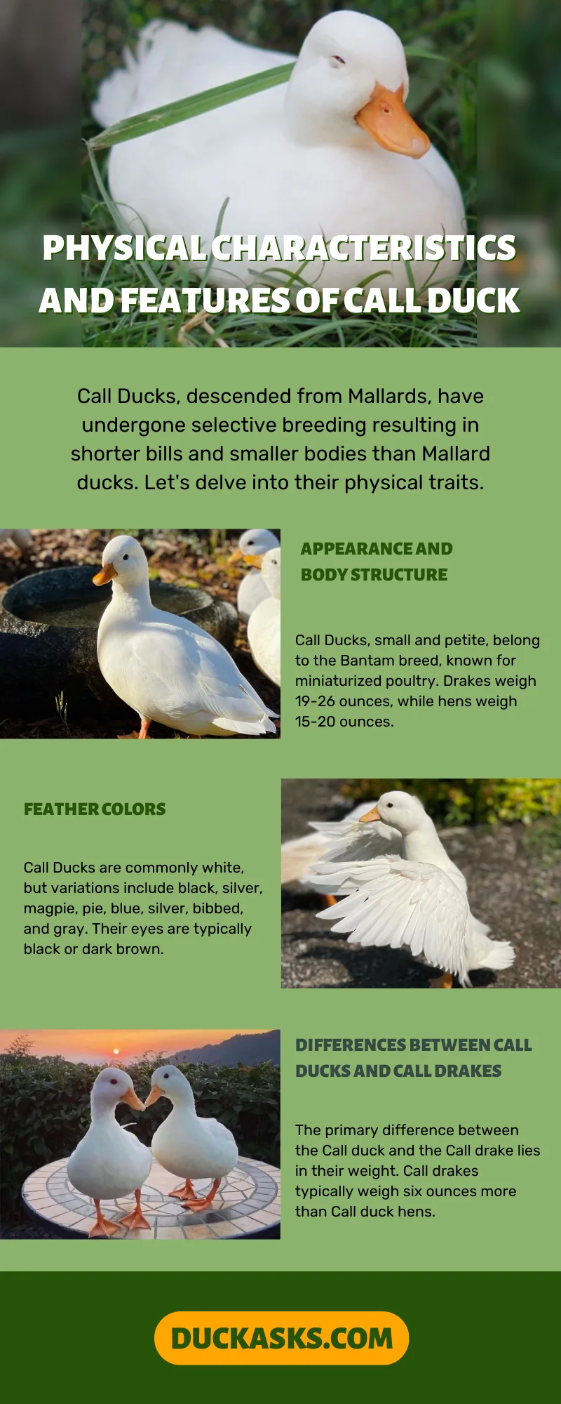 Physical Characteristics and Features of Call Duck