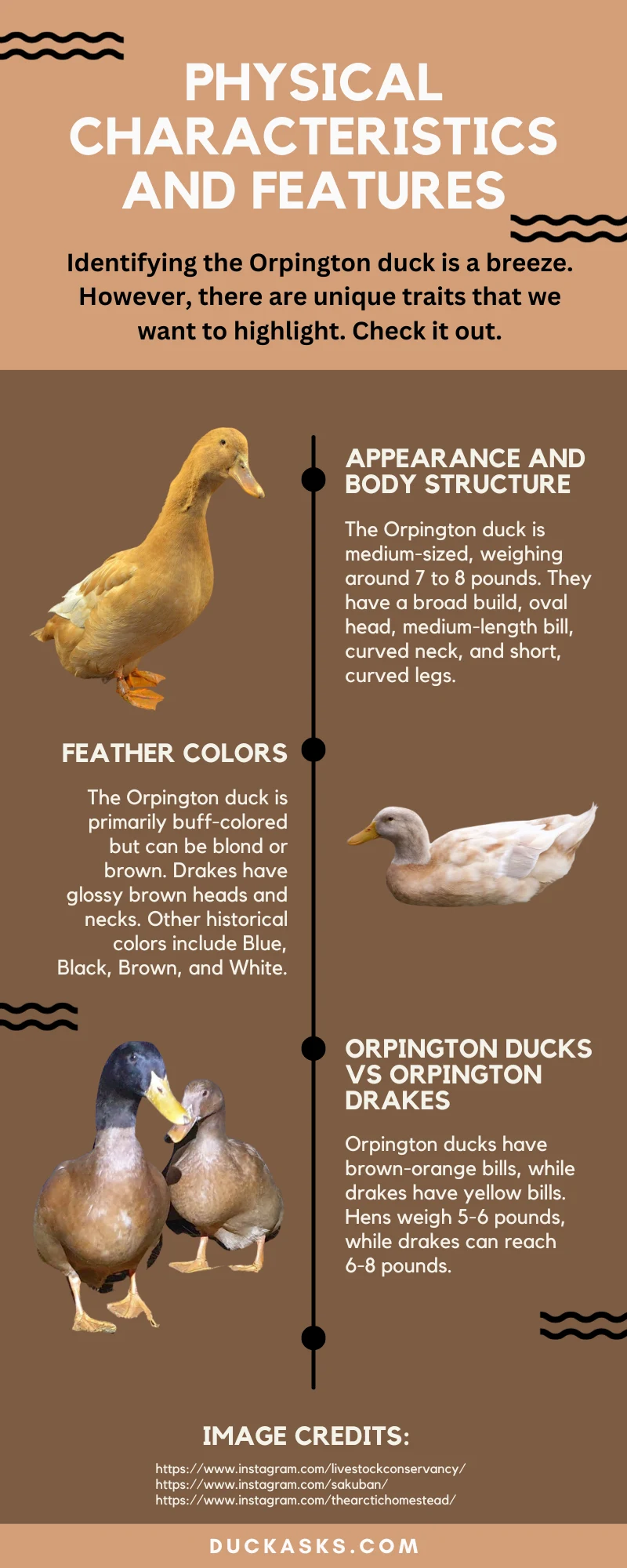 Physical Characteristics and Features of Orpington Buff Ducks