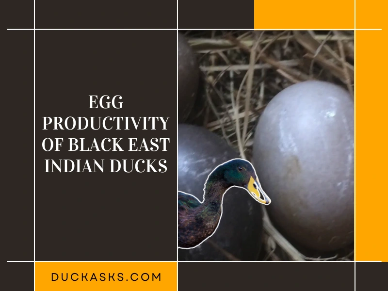 The Egg Productivity of Black East Indian Ducks