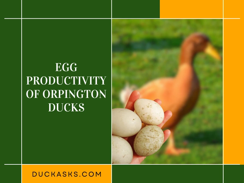 The Egg Productivity of Orpington Ducks