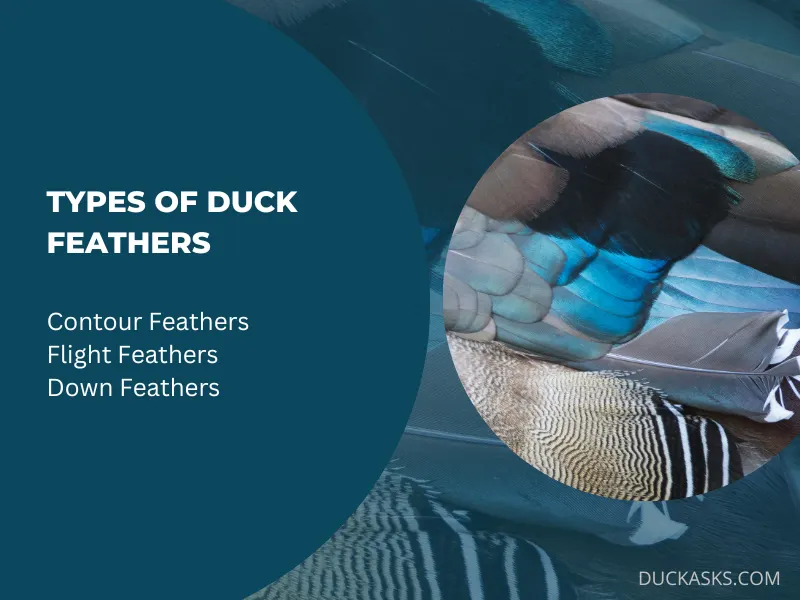 Types of Duck Feathers