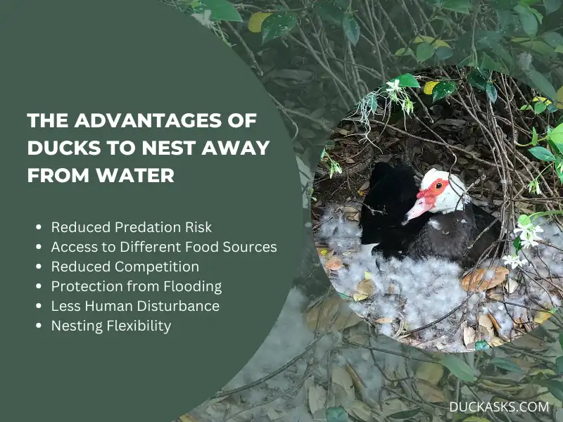 What Are the Advantages for Ducks to Nest Away from Water