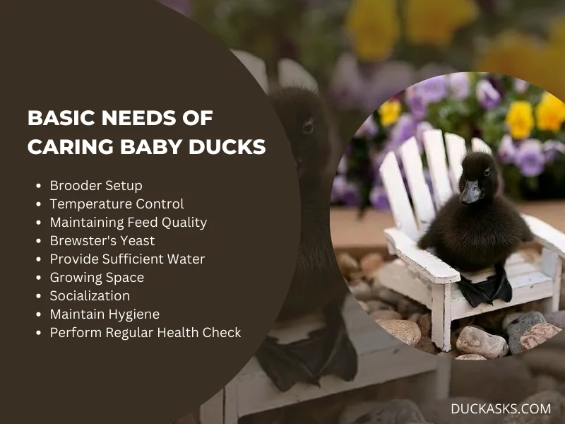 What Are the Basic Requirements for Taking Care of Baby Ducks