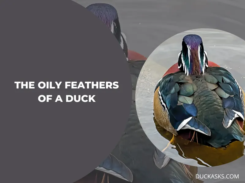 What Are the Oily Feathers of a Duck