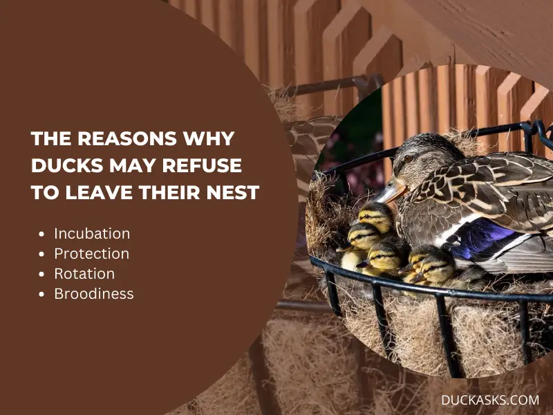 What Are the Reasons Why Ducks May Refuse to Leave Their Nest