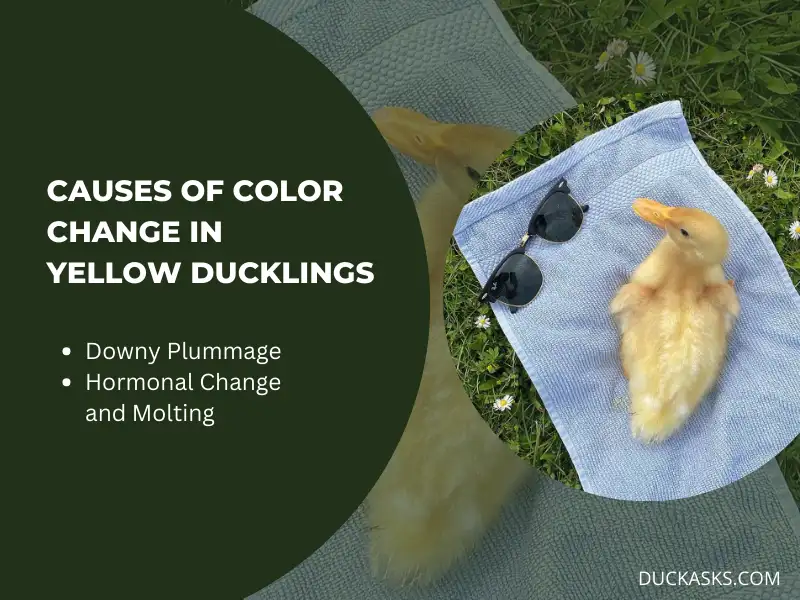 What Causes The Color Change In Yellow Ducklings