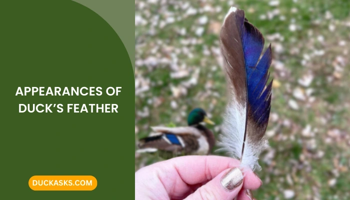 What Do Duck Feathers Look Like?