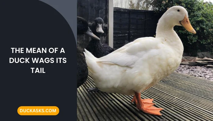 What Does It Mean When a Duck Wags Its Tail?