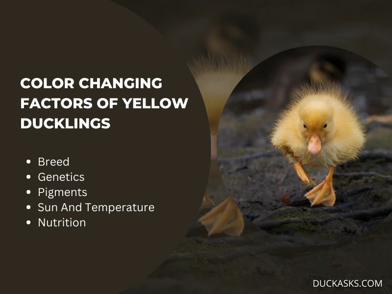 What Factors Contribute To The Color Change In Yellow Ducklings