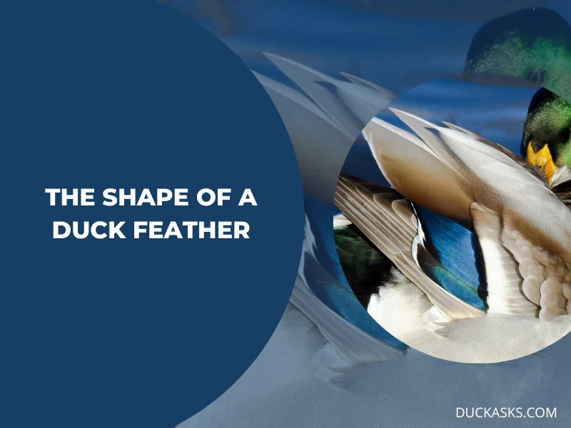 What Is the Shape of a Duck Feather