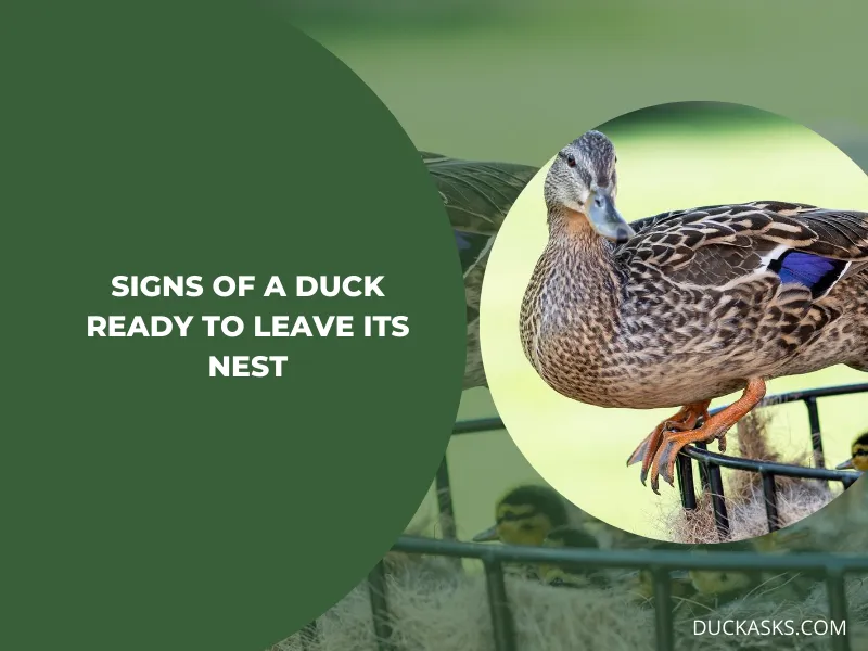 What Signs Indicate a Duck Is Ready to Leave Its Nest