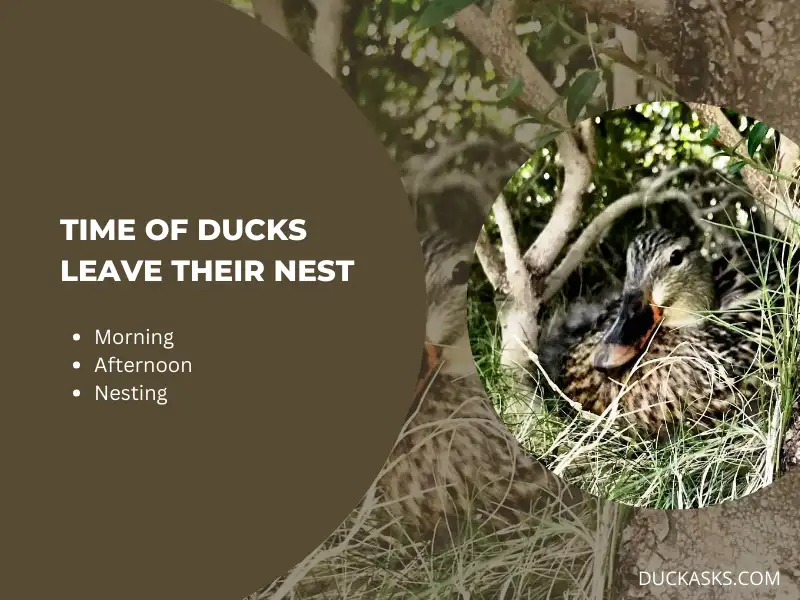 What Time of Day Do Ducks Leave Their Nest