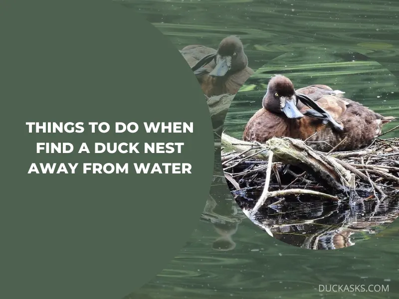 What to Do If You Find a Duck Away from Water