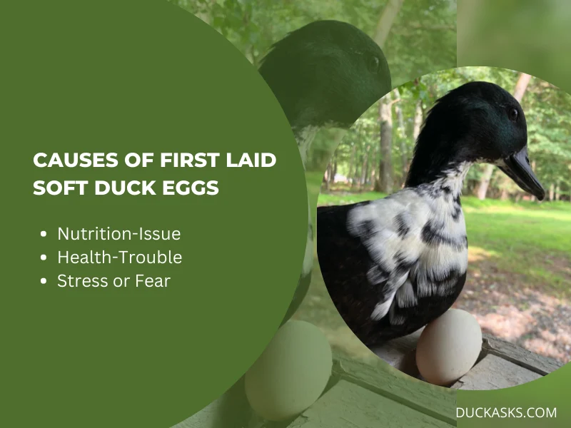 Why Are Duck Eggs Soft When First Laid