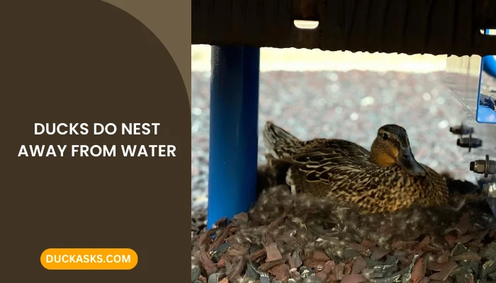 Why Do Ducks Nest Away from Water?