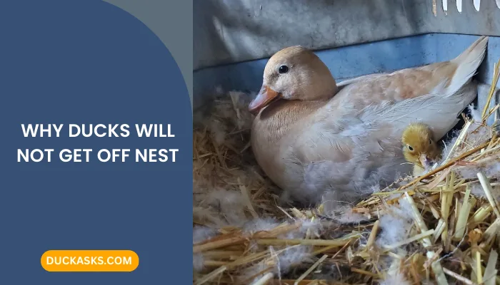 Why Ducks Will Not Get off Nest?