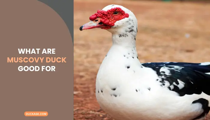 What Are Muscovy Duck Good for