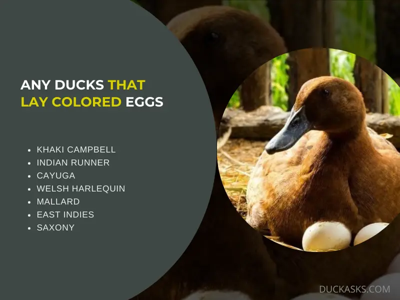 Are There Any Ducks that Lay Colored Eggs