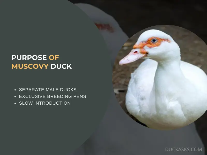 What Is the Purpose of a Muscovy Duck