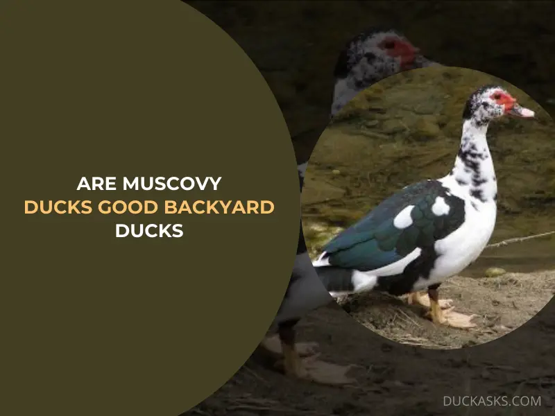 Are Muscovy Ducks Good Backyard Duck