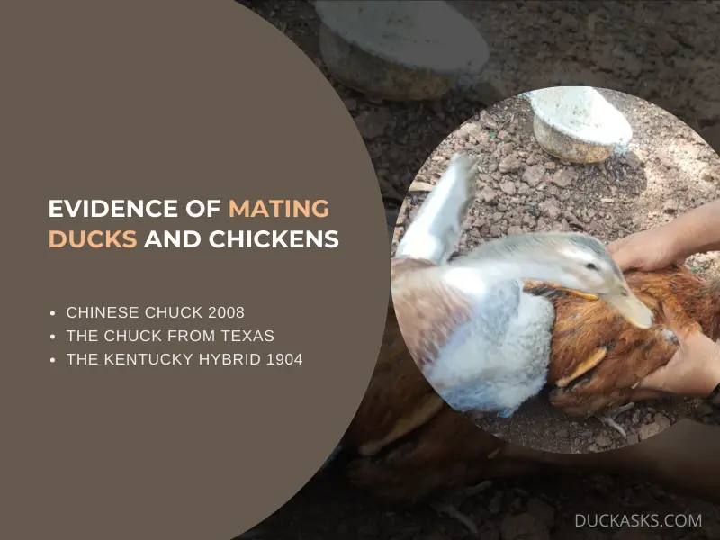 Is There Any Evidence of Successful Mating Between Ducks and Chickens