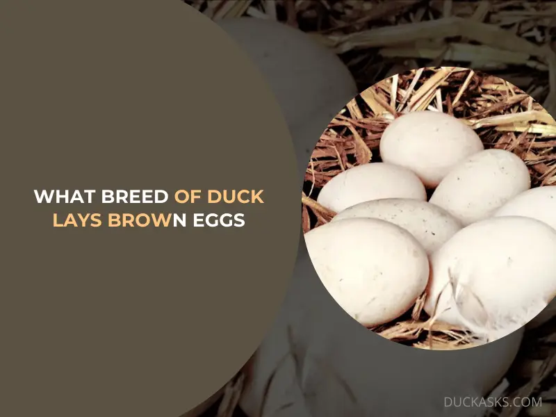 What Breed of Duck Lays Brown Eggs