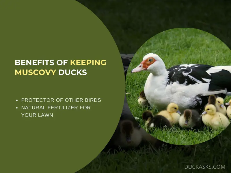 What Are the Benefits of Keeping Muscovy Ducks