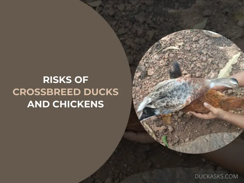 What Are the Risks Associated with Attempting to Crossbreed Ducks and Chickens