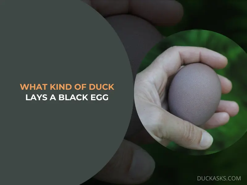 What Kind of Duck Lays a Black Egg