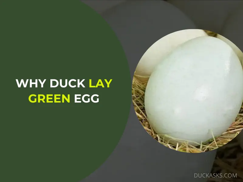 Why Did My Duck Lay a Green Egg