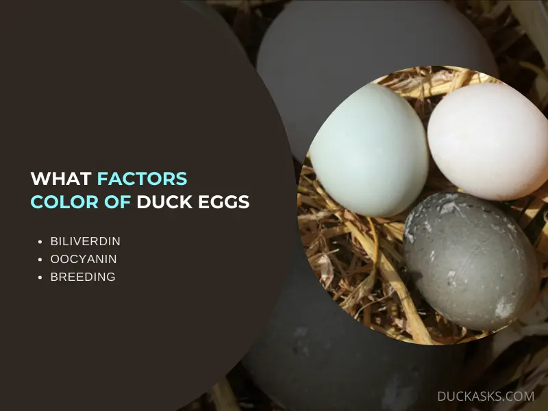 What Factors Determine the Color of Duck Eggs