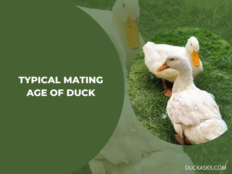 What Age Do Ducks Typically Begin Mating