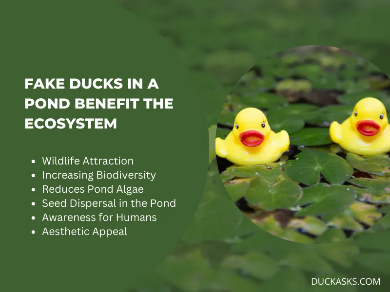 How Do Fake Ducks in a Pond Benefit the Ecosystem