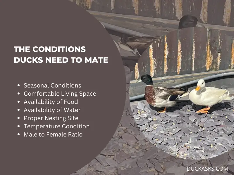 What Are the Conditions Ducks Need to Mate