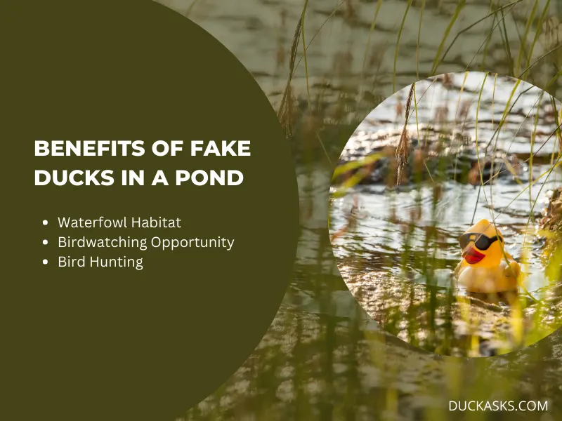 What Benefits Do Fake Ducks Provide to a Pond