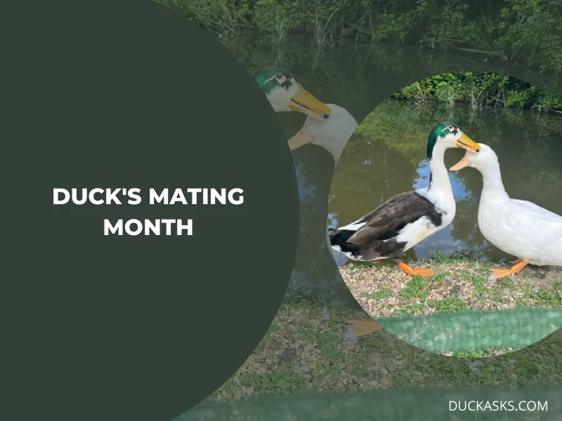 What Months Do Ducks Mate