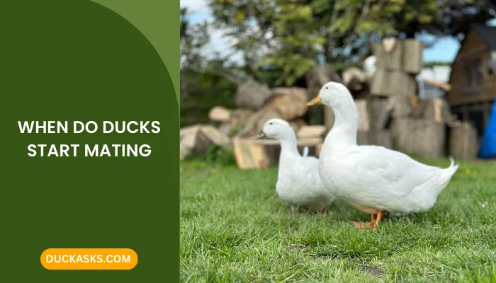 When Do Ducks Start Mating?