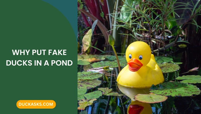 Why Put Fake Ducks in a Pond?