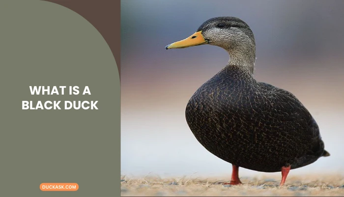 What Is a Black Duck? It’s Not a Breed!