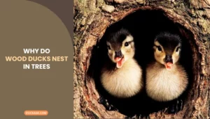 Why Do Wood Ducks Nest in Trees?