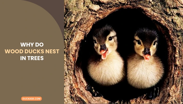 Why Do Wood Ducks Nest in Trees