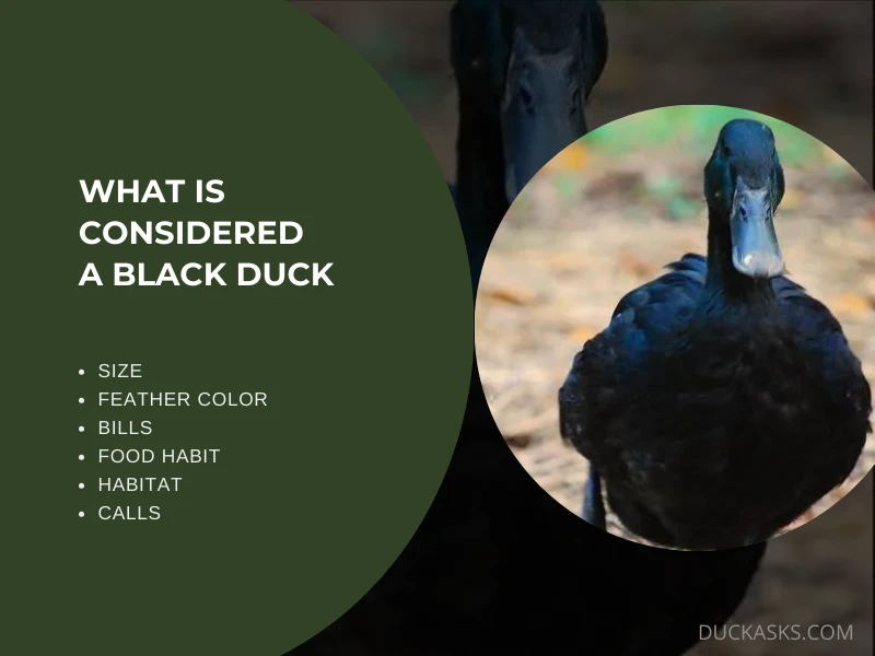 What Is Considered a Black Duck