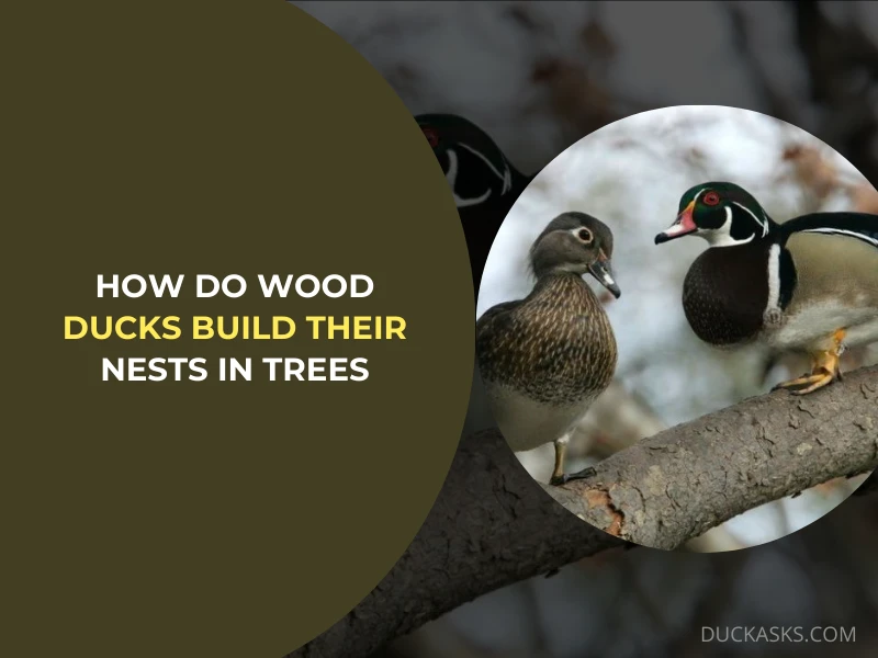 How Do Wood Ducks Build their Nests in Trees