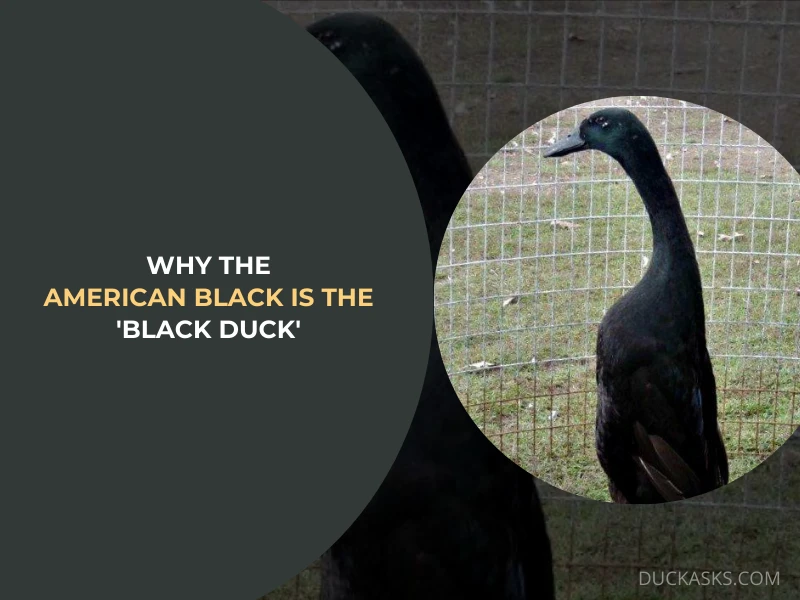 Why the American Black Is the Black Duck