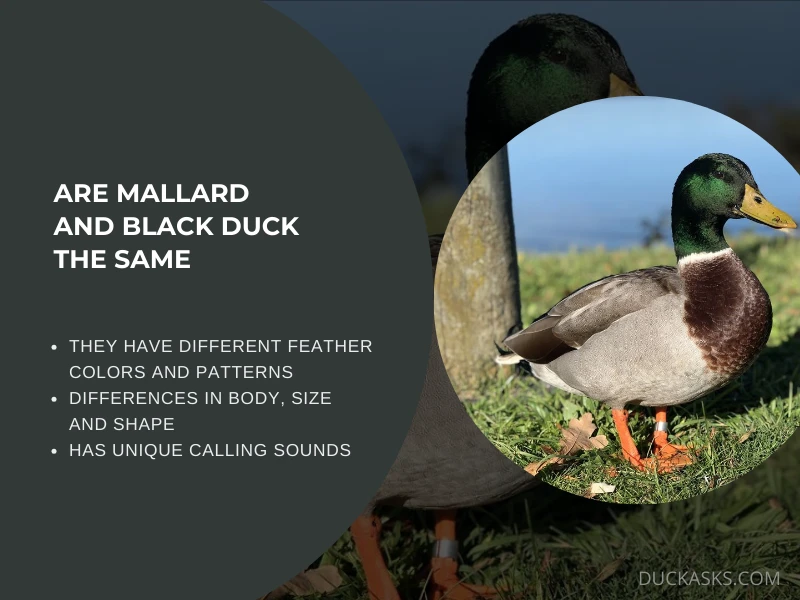 Are Mallard and Black Duck the Same