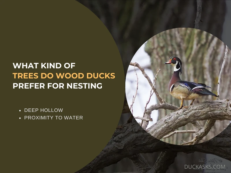 What Kind of Trees Do Wood Ducks Prefer for Nesting