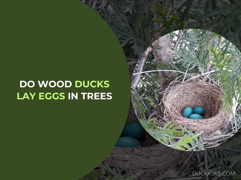 Do Wood Ducks Lay Eggs in Trees